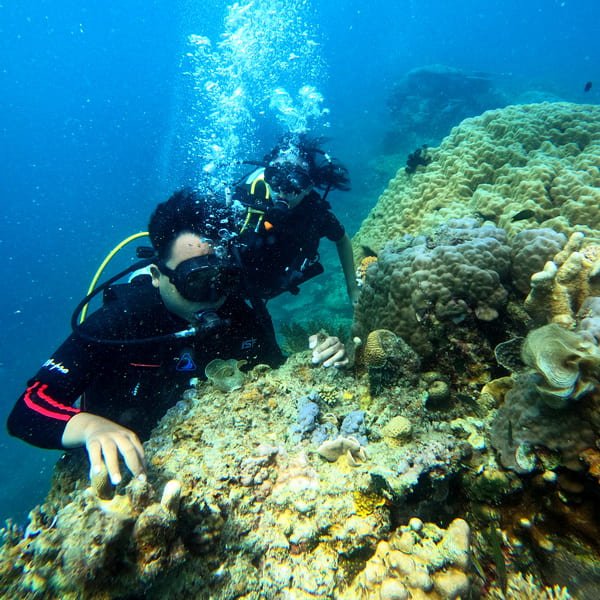 Paket Diving Karimunjawa