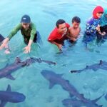 Paket Tour Karimunjawa Breve Azurine 4H3M Feri Siginjai PP