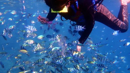 Tour Satu Hari di Karimunjawa Snorkeling