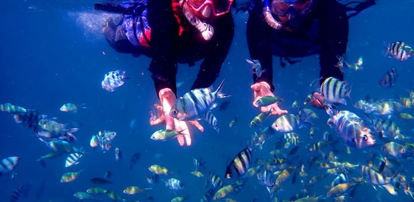 Destinasi Snorkeling Paket Wisata Karimunjawa 2 Hari 1 Malam