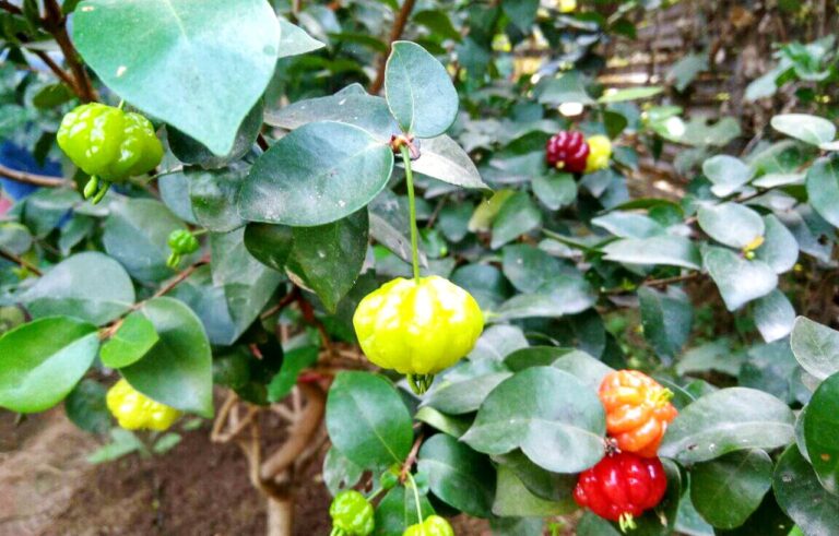 Pohon Dewandaru Karimunjawa