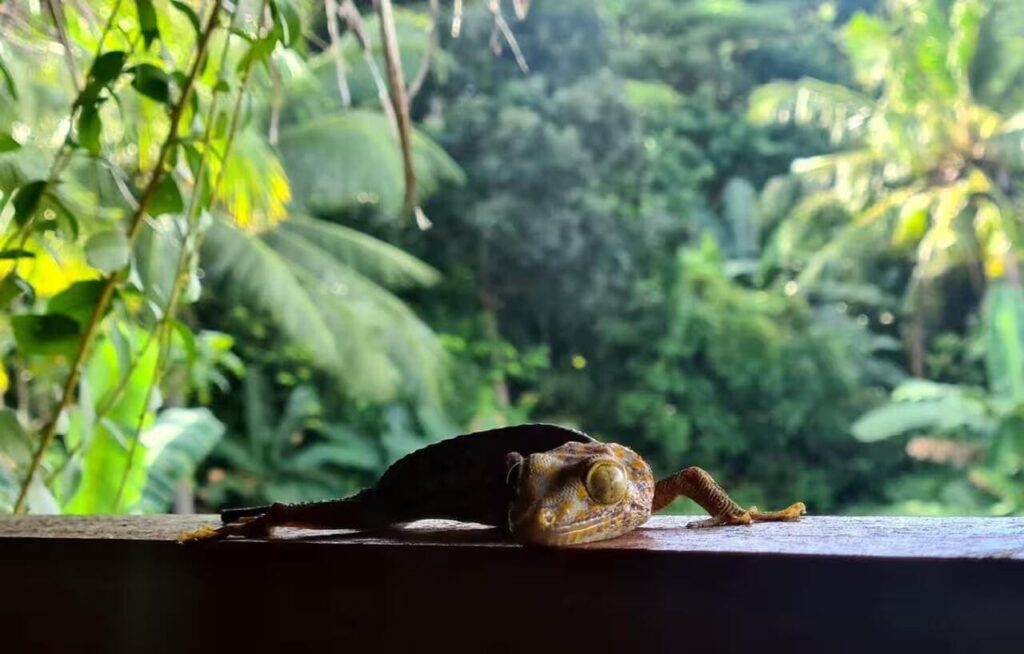Penginapan Basa basi Lodge Karimun Jawa