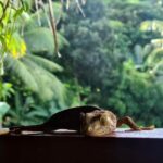 Penginapan Basa basi Lodge Karimun Jawa